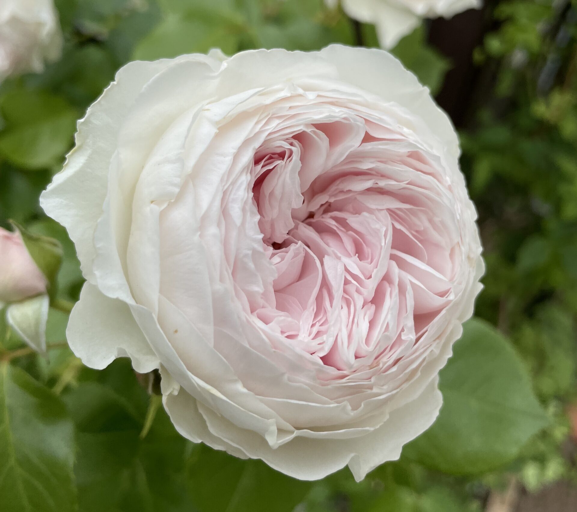 欠点が気になるクリスティアーナ