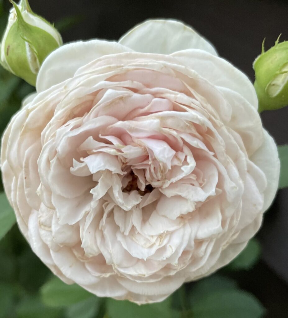 雨で花弁が汚れたクリスティアーナ