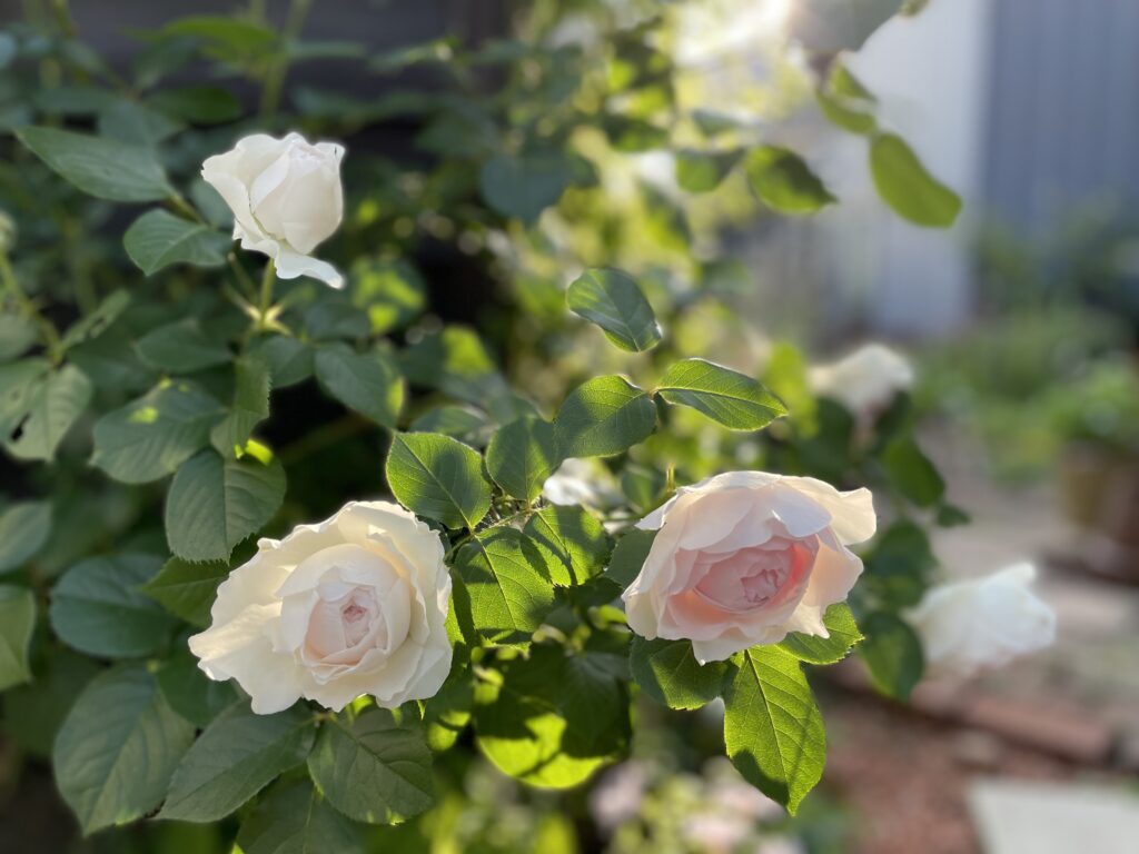 花首が長いクリスティアーナ