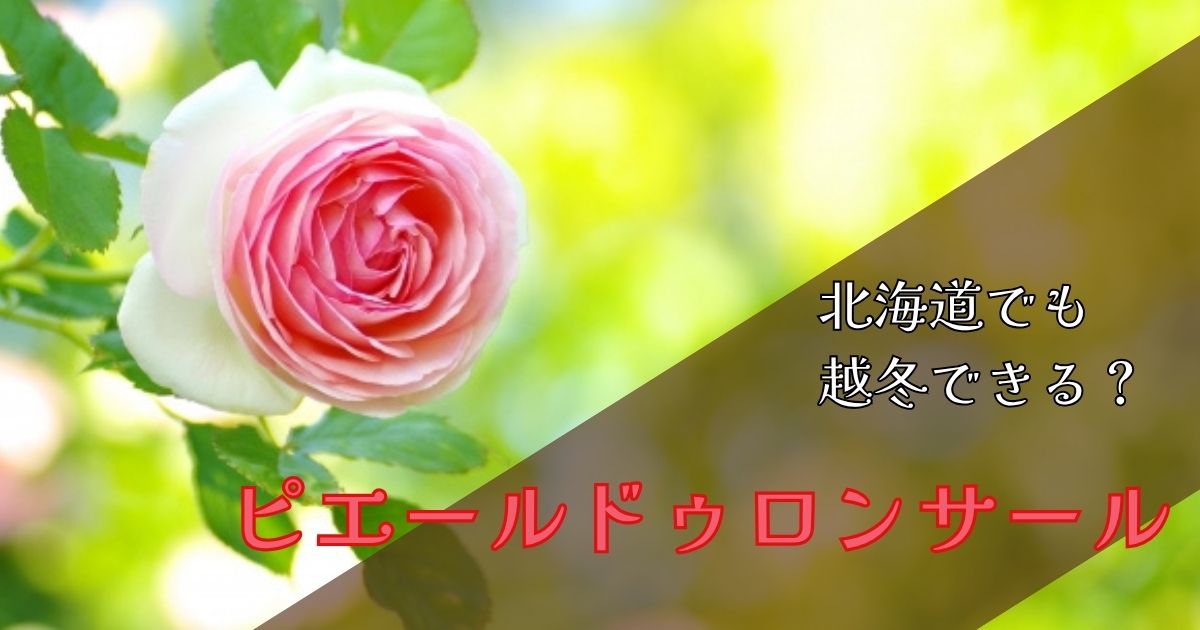 【北海道】ピエールドゥロンサールは越冬できる？凍結で枝がダメになった実体験と対策