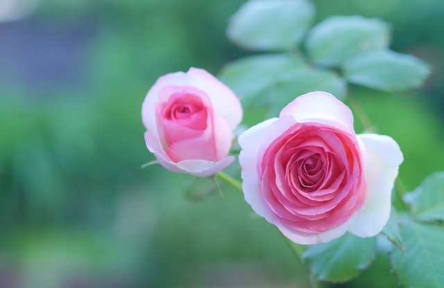 北海道でも越冬可能なバラ・ピエールドゥロンサール