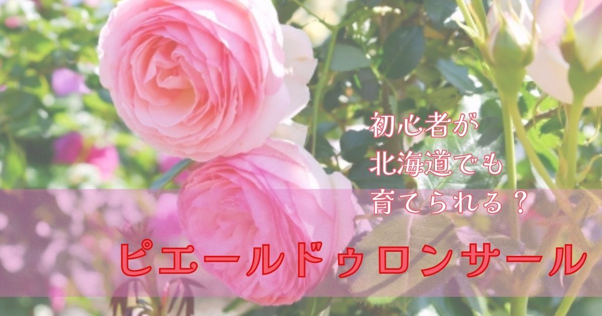 【北海道】ピエールドゥロンサールは初心者でも育てられる？実際に咲いた体験を紹介