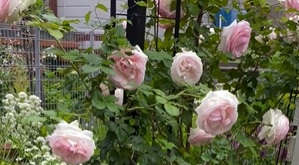 北海道で初心者が育てている「ピエールドゥロンサール」