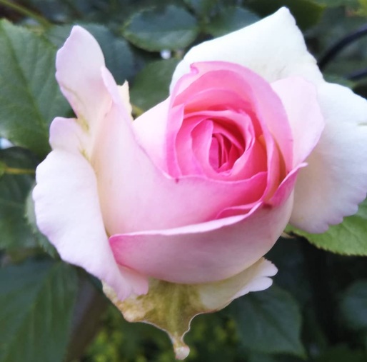 北海道で越冬可能なバラ・ピエールドゥロンサール