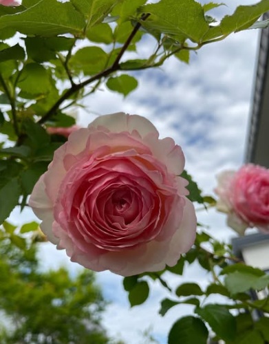 北海道で初心者が育てたバラ・ピエールドゥロンサール