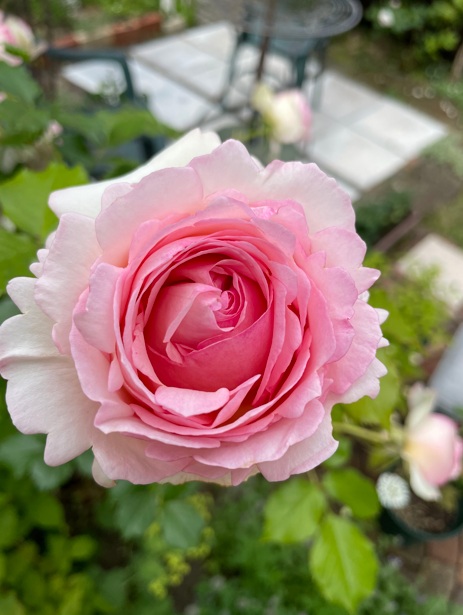 初心者でも北海道で育てることが出来たばら・ピエールドゥロンサール