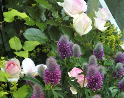 北海道で越冬し凍結後しっかり花をつけたピエールドゥロンサール