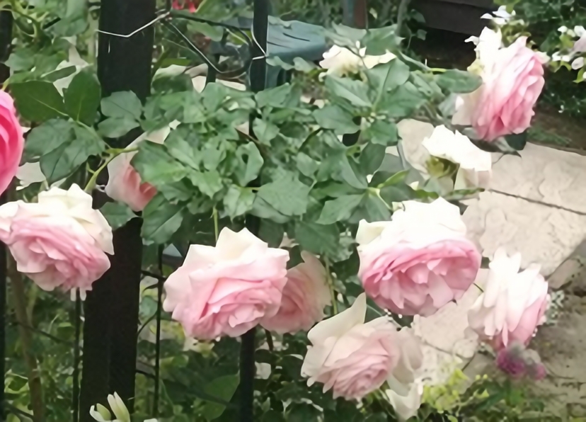 北海道で初心者が育てたピエールドゥロンサール