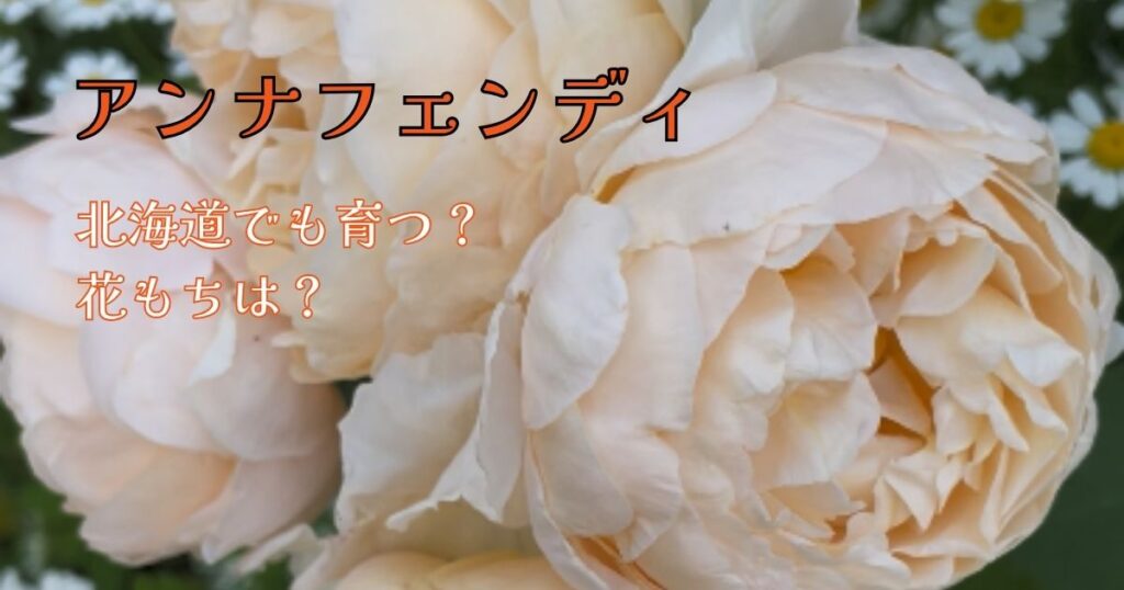 【北海道】アンナフェンディの花持ちは？初心者が育てて感じた咲き方と雨・散り方のリアル
