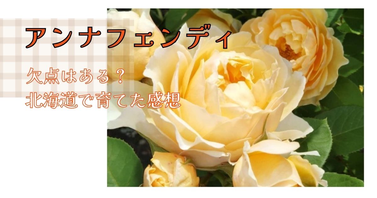 【北海道】アンナフェンディに欠点はある？初心者が育てて感じたリアルなデメリット