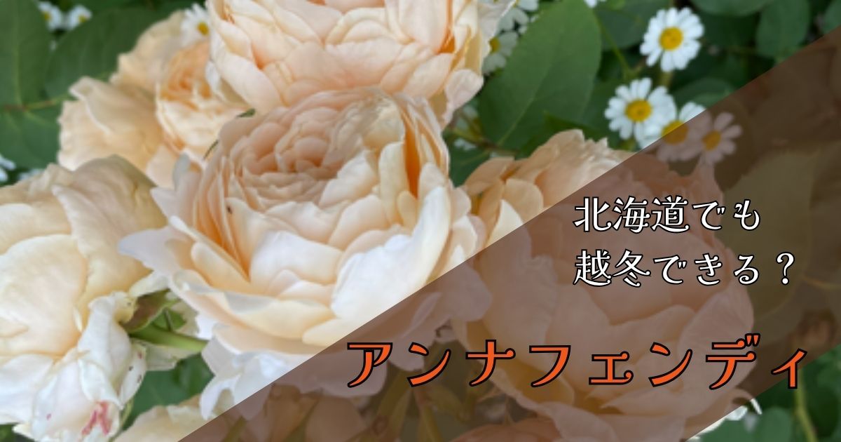 【北海道】アンナフェンディは越冬できる？雪に埋もれても大丈夫だった実体験