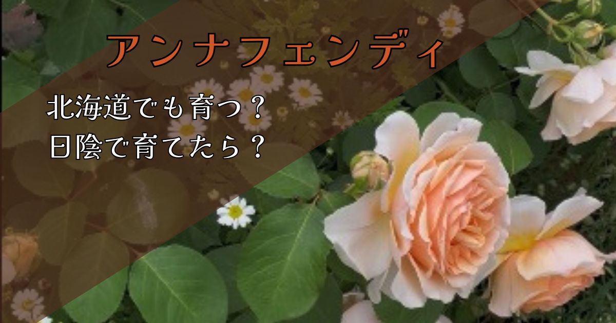 【北海道】アンナフェンディは日陰でも育つ?実体験と他のバラから考えた結論
