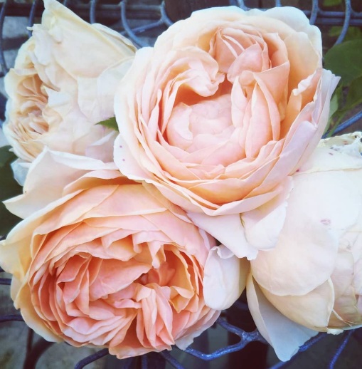 北海道で初心者が育てているバラ「アンナフェンディ」