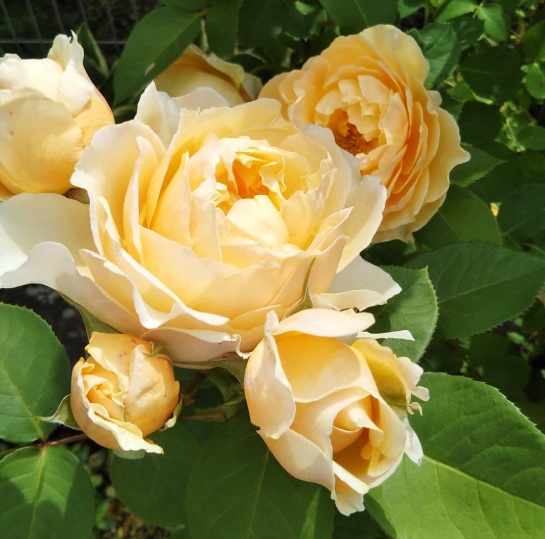 北海道で初心者が育てているバラ「アンナフェンディ」