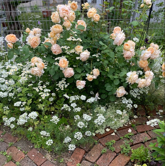 北海道で日光の当たる場所に地植えしているアンナフェンディ