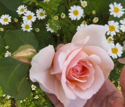 初心者が北海道で育てたバラ・アンナフェンディ