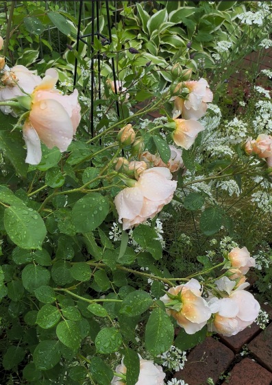 雨に当たったバラ・アンナフェンディ