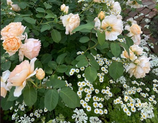 北海道で越冬したアンナフェンディ