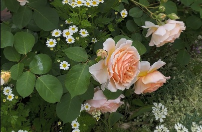 北海道で越冬したバラ・アンナフェンディ