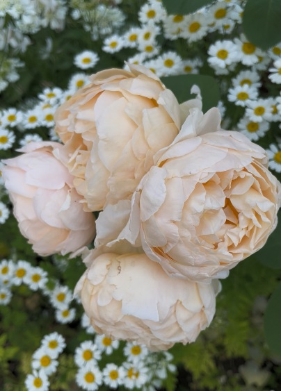 花持ちもいいと思われるバラ・アンナフェンディ