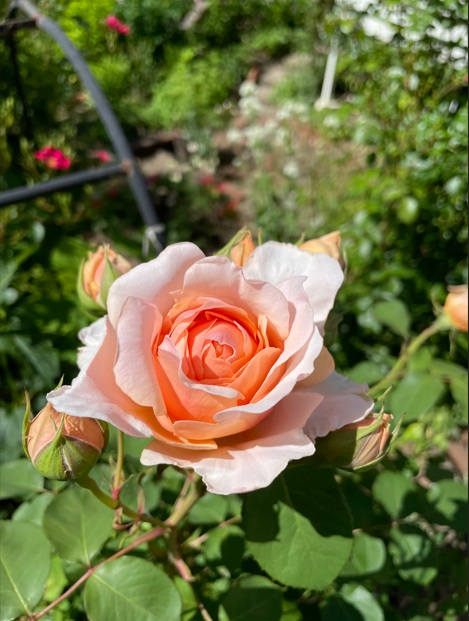 北海道で初心者が育てたおすすめのバラ・アンナフェンディ