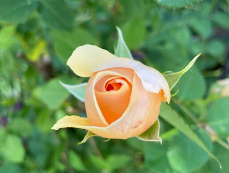 初心者が北海道で育てたアンナフェンディ