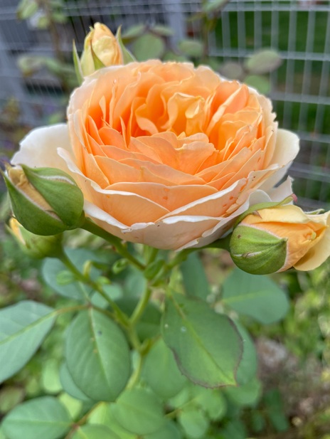 北海道で越冬したバラ・アンナフェンディ