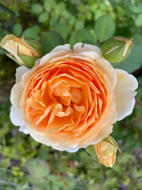 花もちもよく花色の変化が美しいバラ・アンナフェンディ