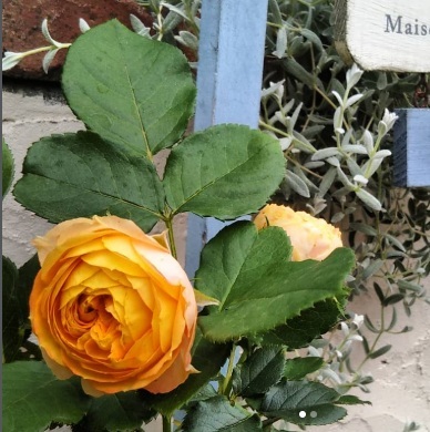 北海道で初心者が育てているバラ「ベビーロマンティカ」