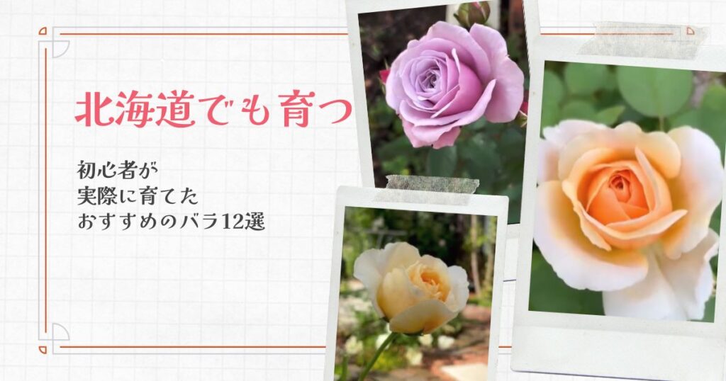 【北海道でも育つ】初心者が実際に育てたおすすめのバラ12選｜育てやすさと感想まとめ