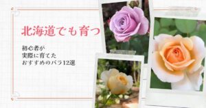 【北海道でも育つ】初心者が実際に育てたおすすめのバラ12選｜育てやすさと感想まとめ