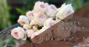 【北海道】バラ・クリスティアーナは越冬できる？雪に埋もれても大丈夫だった実体験