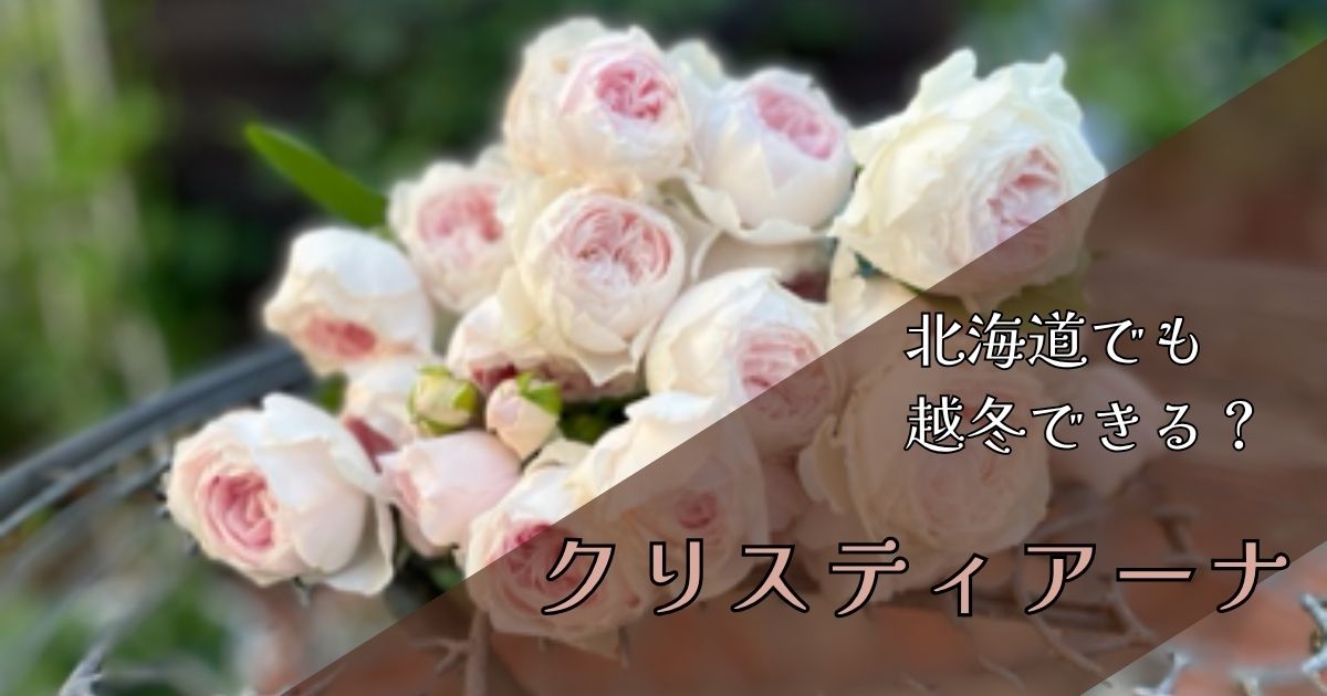【北海道】バラ・クリスティアーナは越冬できる?雪に埋もれても大丈夫だった実体験