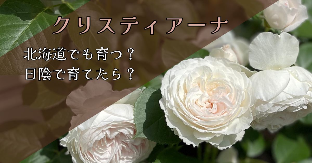 【北海道でも育つ？】バラ・クリスティアーナは日陰でも大丈夫？半日陰で育てた実体験