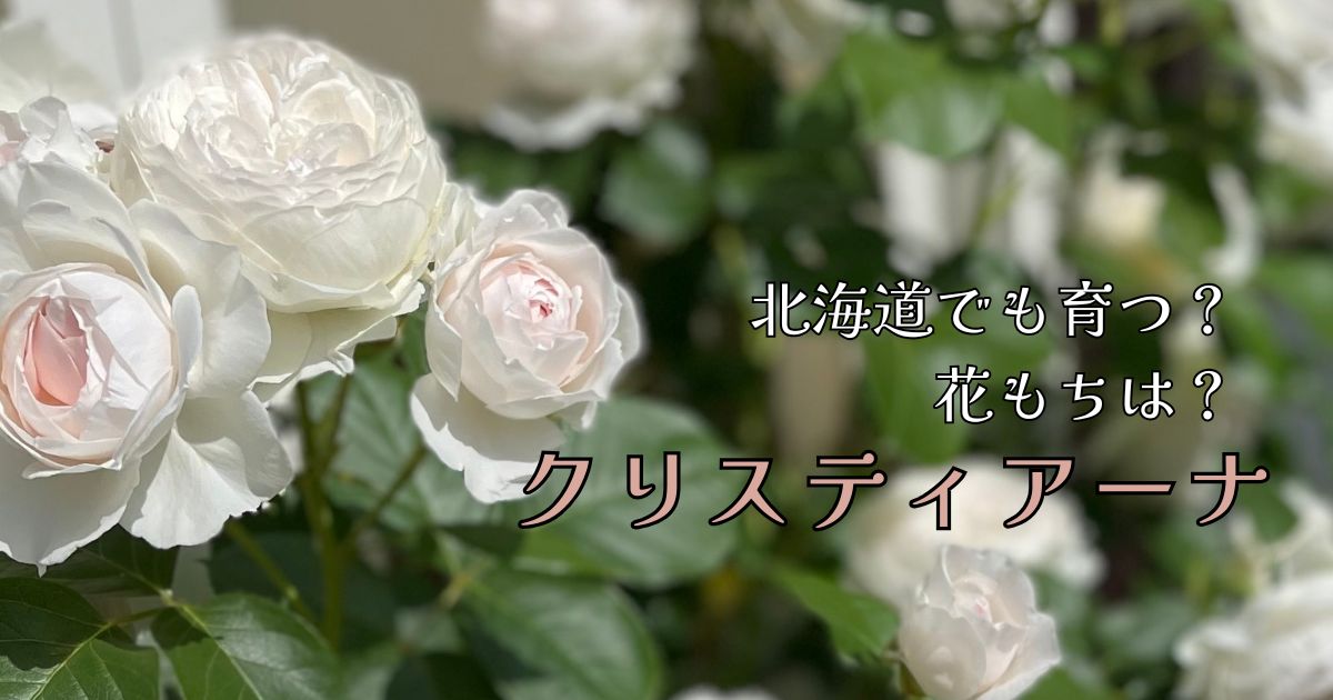 【北海道でも育つ？】バラ・クリスティアーナの花持ちは？初心者が育てて感じたリアルな感想