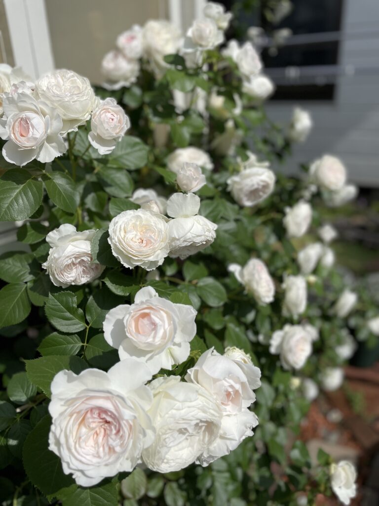 北海道で育てているバラのクリスティアーナ