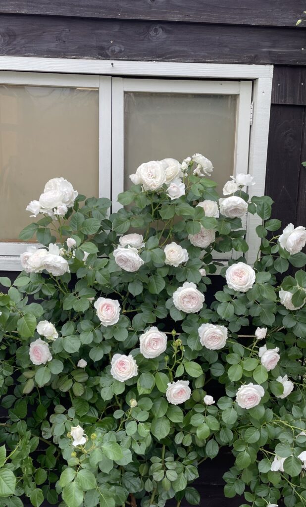 北海道で育てているバラのクリスティアーナ