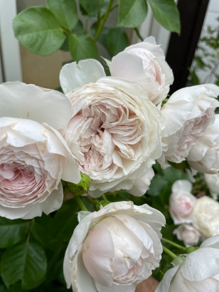 北海道で育てているバラのクリスティアーナ