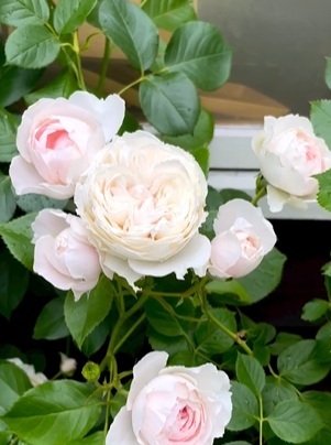 北海道で越冬可能なクリスティアーナ