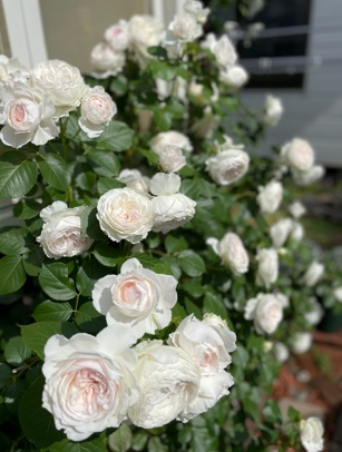 半日陰でも育つクリスティアーナ