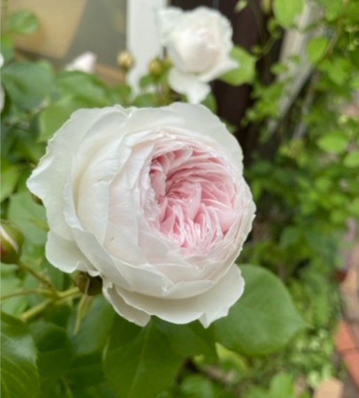 北海道で育てているバラのクリスティアーナ