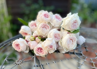 北海道で初心者が育てているバラ「クリスティアーナ」