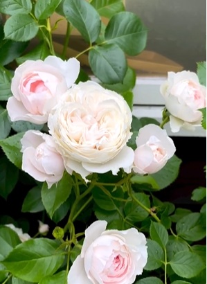 北海道で越冬したクリスティアーナ