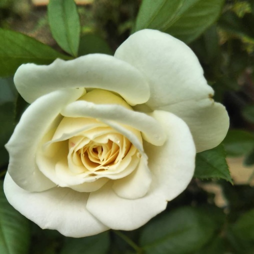 北海道で初心者が育てているバラ「ファビュラス」