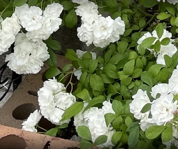 北海道で初心者が育てているバラ「群星」