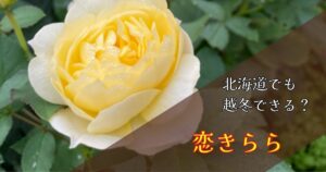 【北海道でも育つ？】バラ・恋きららは越冬できる？耐寒性が弱いのに育ててわかったリアルな結果