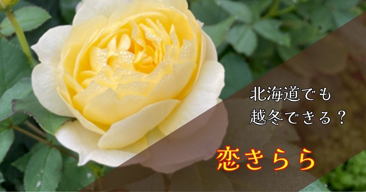 【北海道でも育つ？】バラ・恋きららは越冬できる？耐寒性が弱いのに育ててわかったリアルな結果