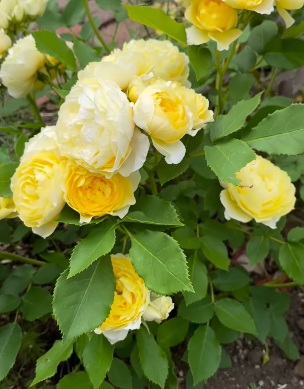 北海道で初心者が育てたバラ「恋きらら」