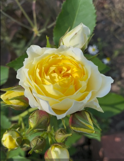 北海道で越冬した恋きらら