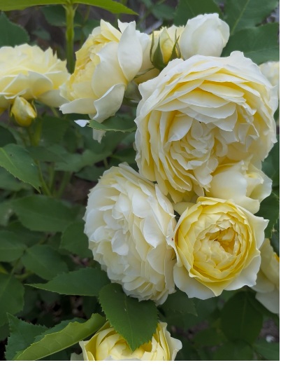 北海道で越冬した恋きらら